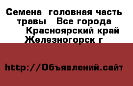 Семена (головная часть))) травы - Все города  »    . Красноярский край,Железногорск г.